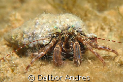 Hermit crab, EOS 350D, EF 28-80mm, Ewa-marine U-AXP by Dalibor Andres 